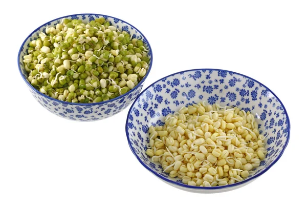 Tigelas de Mung Bean (grama verde) brotos — Fotografia de Stock