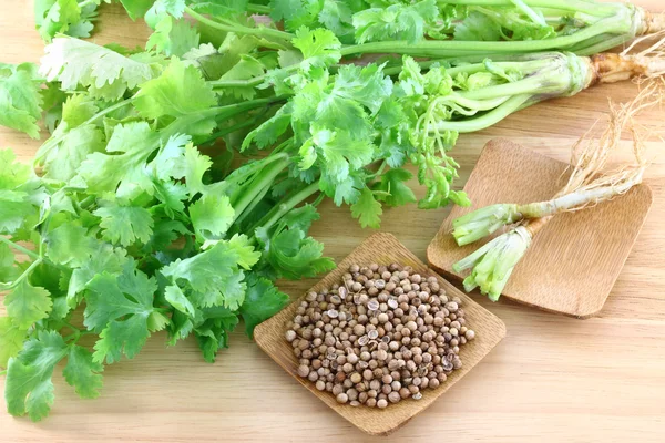 Coriander, cilantro, with roots and seeds — Stock Photo, Image
