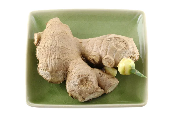 Ginger rhizome root with sprout — Stock Photo, Image