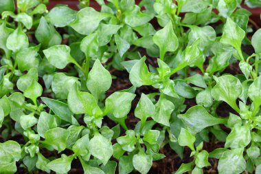 Su teresi (Nasturtium officinale)
