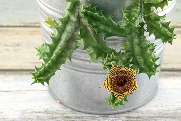 Primer plano de la flor de cactus — Foto de Stock