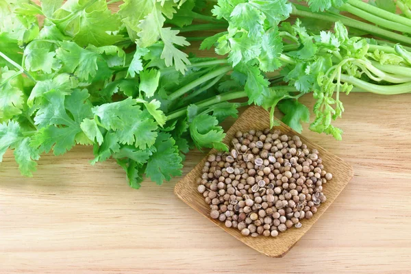 Fresh coriander, cilantro and a bowl of seeds — Stock Photo, Image