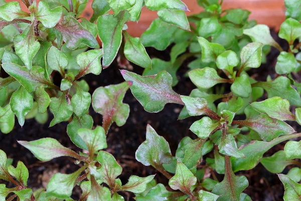 Röd vattenkrasse (nasturtium officinale) — Stockfoto