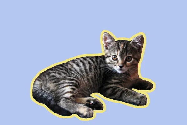 Mavi arkaplan kolajında tekir kedi yavrusu