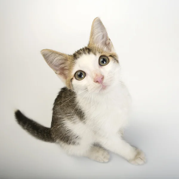 Cute kitten — Stock Photo, Image