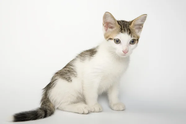 Cute kitten — Stock Photo, Image