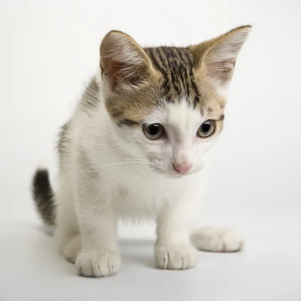 Lindo gatito — Foto de Stock