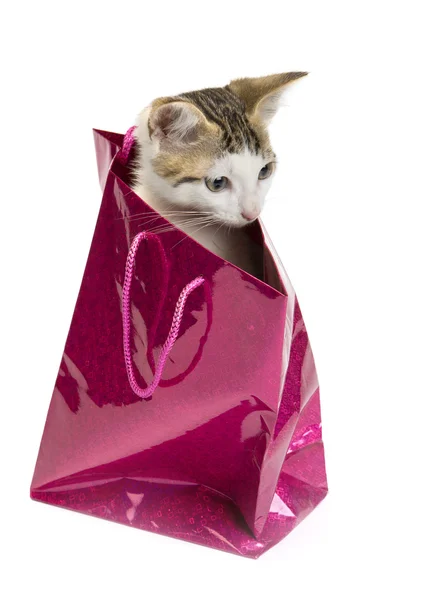 Lindo gatito en la bolsa — Foto de Stock