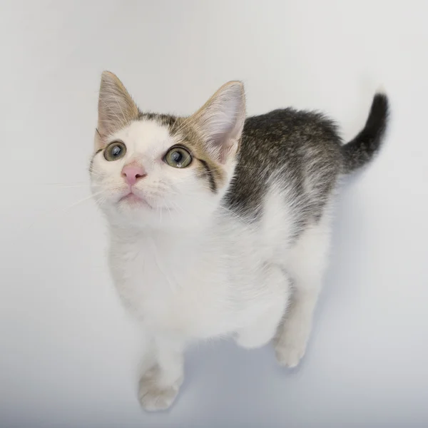 Gatinho bonito — Fotografia de Stock