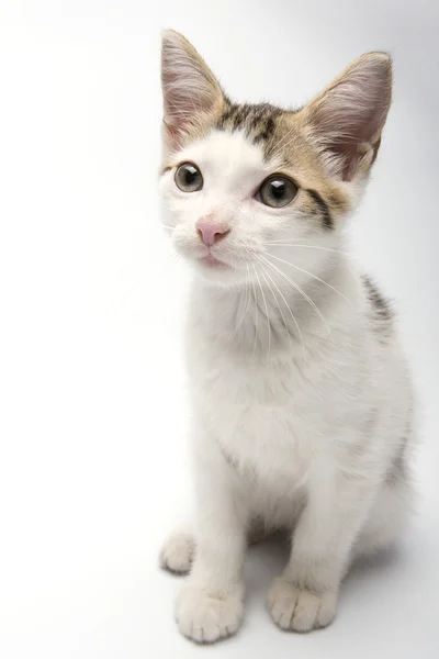 Cute kitten — Stock Photo, Image