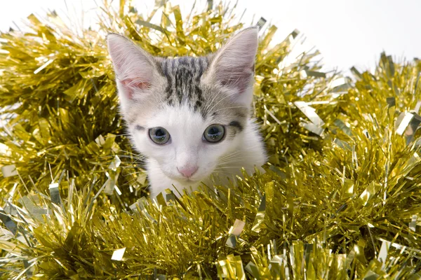 Gatinho bonito — Fotografia de Stock