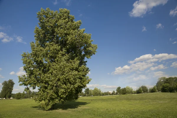 Zelený strom na trávníku — Stock fotografie