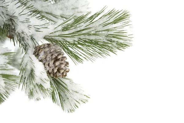 Cone on fir tree — Stock Photo, Image