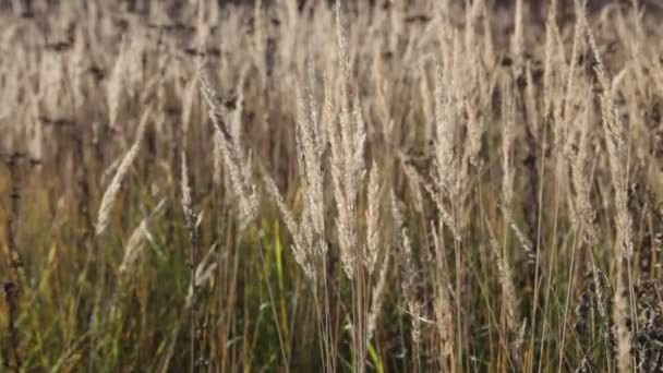 Grass in wind — Stock Video