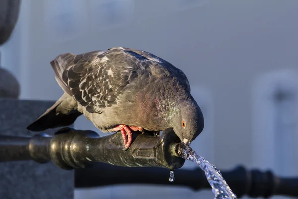 Pigeon drinking — Stock Photo, Image