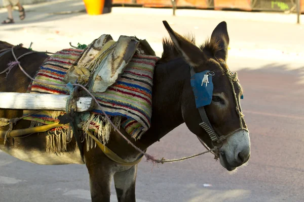 Donkeys — Stock Photo, Image