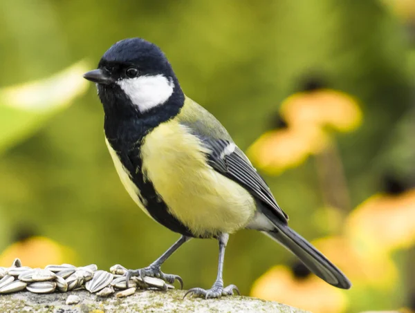 Bird Parus major — Stock Photo, Image