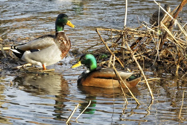 Wild ducks — Stock Photo, Image