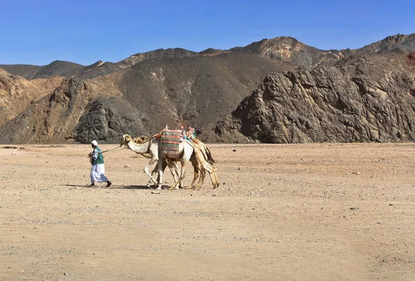 Бедуины — стоковое фото