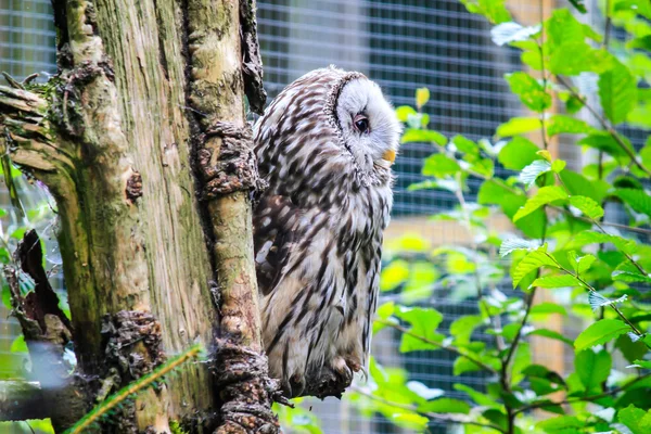 Sneeuw-uil — Stockfoto