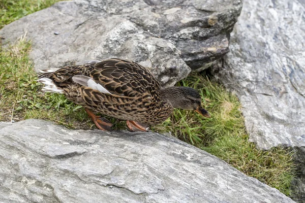 Duck — Stock Photo, Image