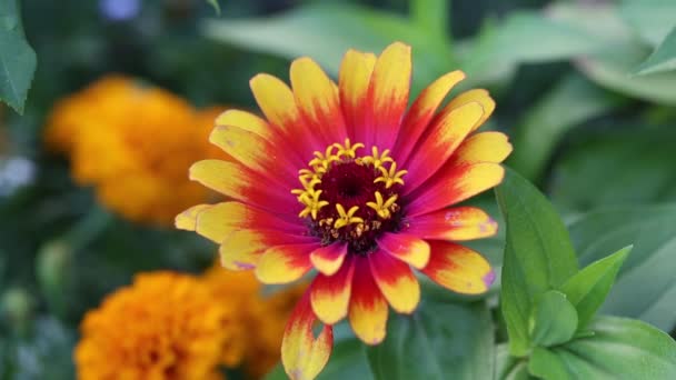 Fleur
