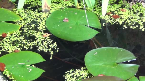 水生植物 — 图库视频影像