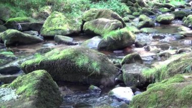 saussbach gorge yakınındaki waldkirchen Bavyera, Almanya orman