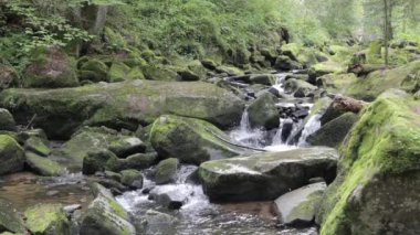 saussbach gorge yakınındaki waldkirchen Bavyera, Almanya orman