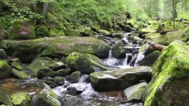 saussbach gorge yakınındaki waldkirchen Bavyera, Almanya orman