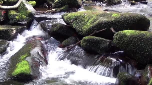 Saussbach gorge — Stok video