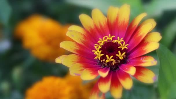 Fleurs