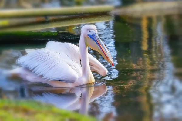 Pinke pelicanлялькарями — Stockfoto