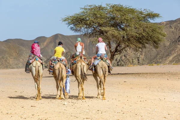 Тур верблюдов — стоковое фото