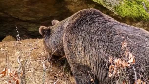 Brun björn — Stockvideo