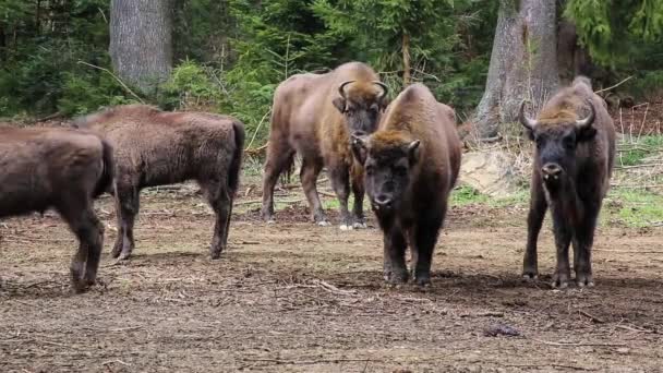 Bison herd — Stockvideo
