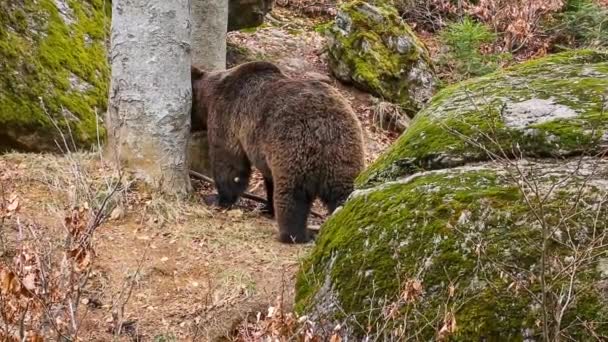 Urso castanho — Vídeo de Stock