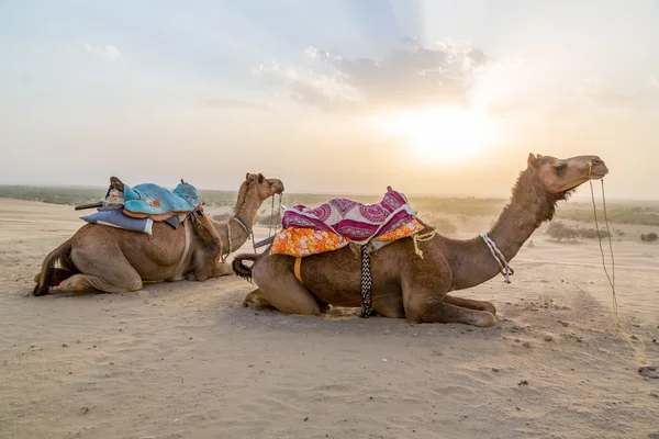 Camel — Stockfoto