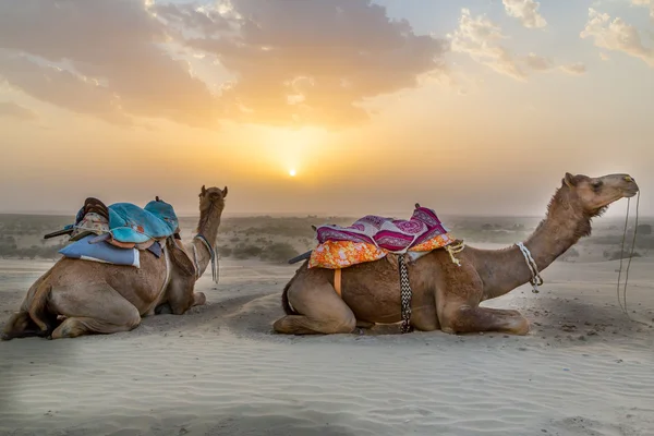 Camel — Stockfoto