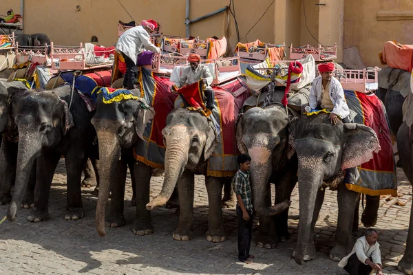 Elefante Amer — Fotografia de Stock