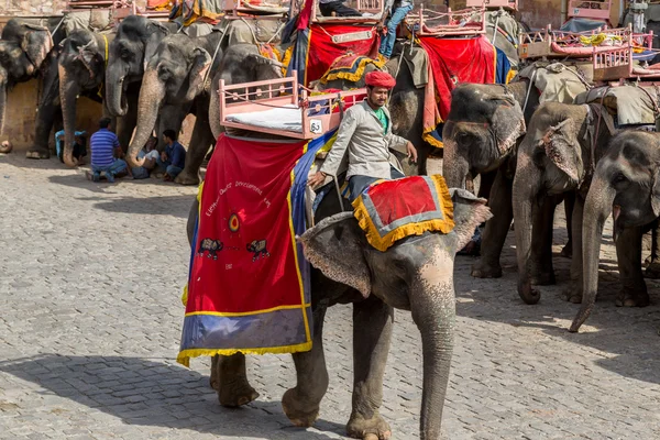 Elefant — Stockfoto