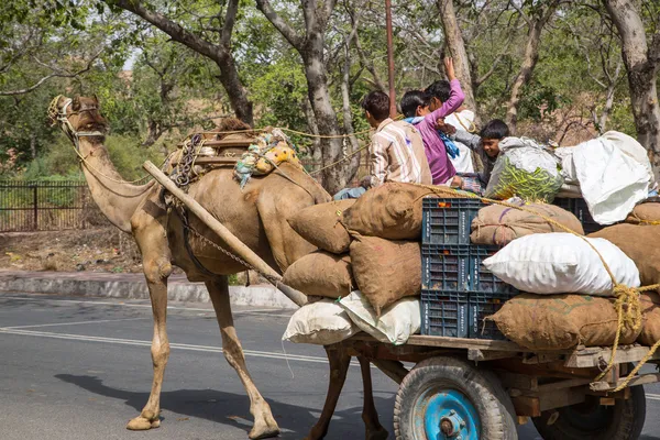 Верблюд в Фатехпур-Санри, Раджастан, Индия, Азия — стоковое фото