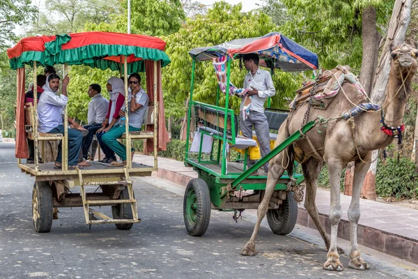 Taxi camello — Foto de Stock