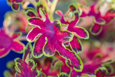 Kırmızı ısırgan