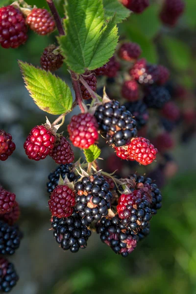 Brombeeren — Stockfoto