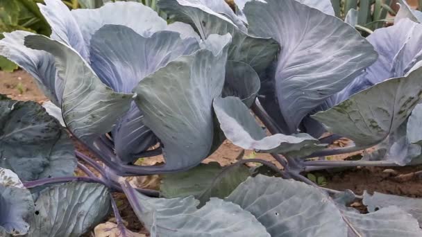 Red cabbage — Stock Video