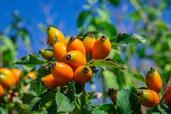 Autumn or summer nature background with rose hips in sunset light. The rosehip is the companion fruit of the rose plant.