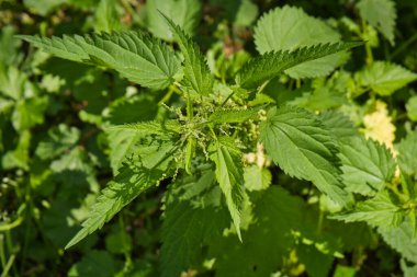Urtica dioica, also known as common nettle, stinging nettle