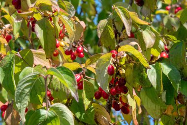 Red berries and green leaves in an autumn mood