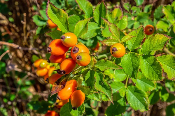 Autumn or summer nature background with rose hips in sunset light. The rosehip is the companion fruit of the rose plant.